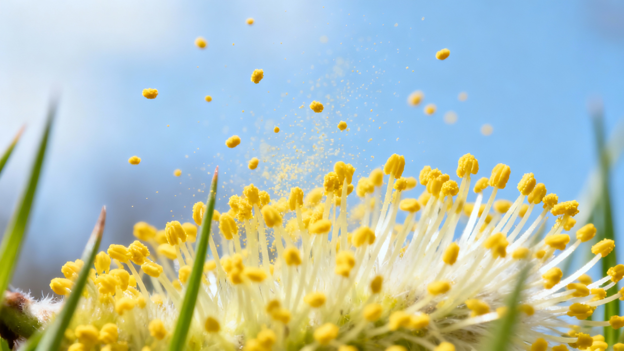 Featured image for Battling the Itch: Managing Pollen Allergy and Hives Symptoms